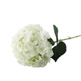Essential Cream Giant Hydrangea Essential Cream Giant Hydrangea