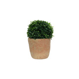 Botanica Potted Bonsai Pine (30cm) 