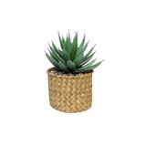 Botanica Potted Succulent (23cm) Botanica Potted Succulent (23cm)