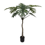 Botanica Philodendron Plant in pot (160cm) Botanica Philodendron Plant in pot (160cm)