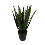 Botanica Bird Nest Fern in Pot (36cm) Botanica Bird Nest Fern in Pot (36cm)