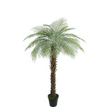 Botanica Phoenix Palm Tree in Pot (180cm) Botanica Phoenix Palm Tree in Pot (180cm)
