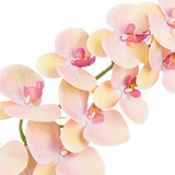 Pink Lemon Phalaenopsis Orchid Stem