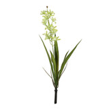 Botanica Mini Green Cymbidium Plant (45cm) Botanica Mini Green Cymbidium Plant (45cm)