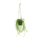 Botanica Hanging Mini Trail Plant Botanica Hanging Mini Trail Plant