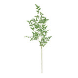 Green Botanica Giant Ruscus (134cm) Green Botanica Giant Ruscus (134cm)