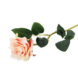 Essential Peach Rose Essential Peach Rose