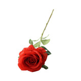 Essential Red Garden Rose Essential Red Garden Rose