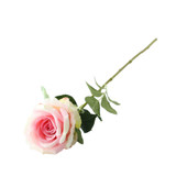 Essential Soft Pink Garden Rose Essential Soft Pink Garden Rose