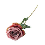 Essential Dusky Pink Garden Rose Essential Dusky Pink Garden Rose