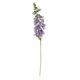 Essential Lilac Foxglove Essential Lilac Foxglove