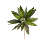 Green Dusted Poinsettia Stem (50cm) Green Dusted Poinsettia Stem (50cm)
