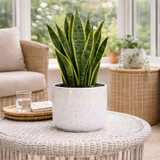 Hortus White Bordeaux Stoneware Pot (20cm H x 22cm Dia)