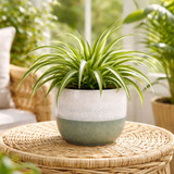 Hortus Green & White Bordeaux Stoneware Pot (11cm H x 12.5cm Dia)