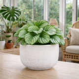 Hortus White Bordeaux Stoneware Pot (12cm H x 17cm Dia)