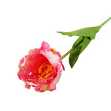 Essential Pink Parrot Tulip (70cm)