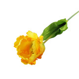Essential Yellow Parrot Tulip (70cm)
