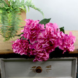 Essential Cerise Arundel Hydrangea Bush