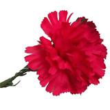 Red Single Carnations (12 Stems) Red Single Carnations (12 Stems)