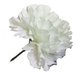 White Single Carnations (12 Stems) White Single Carnations (12 Stems)