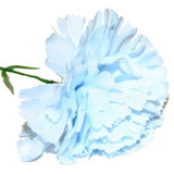 Baby Blue Single Carnations (12 Stems) Baby Blue Single Carnations (12 Stems)