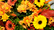 What flowers should I choose for Autumn?