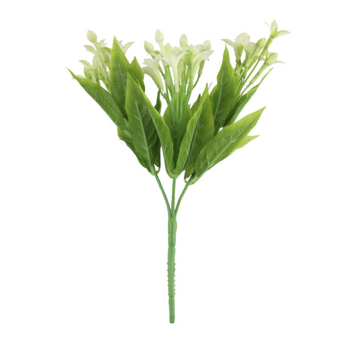 White Stephanotis Bush (23cm) White Stephanotis Bush (23cm)