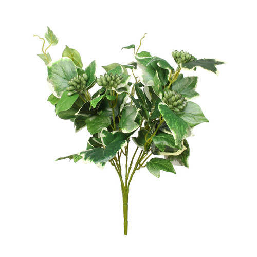 French Variegated Leaves Ivy Bush (35cm)