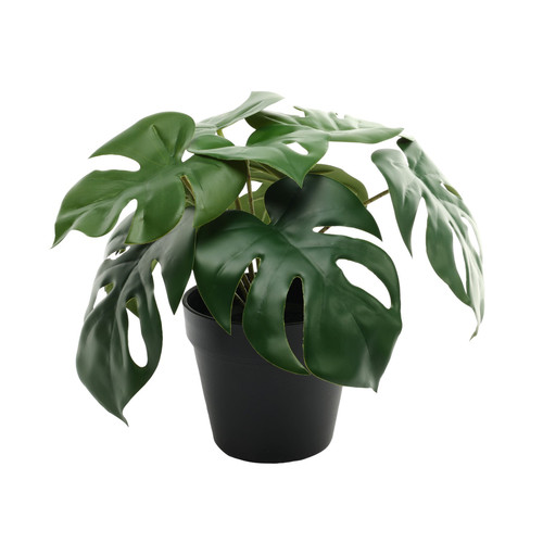 Monstera Potted Houseplant (23cm) Monstera Potted Houseplant (23cm)
