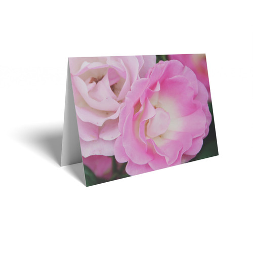 Bright Pink Roses Folded Card with Care Info (pack of 25)