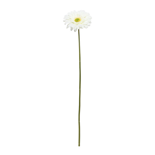 Cream Gerbera Stem (72cm) Cream Gerbera Stem (72cm)