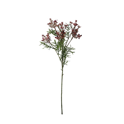 Essential Lavender Broom Bloom  Essential Lavender Broom Bloom