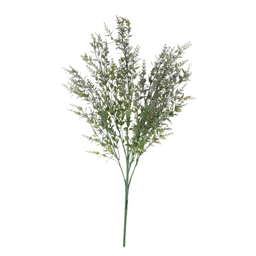 Essential Purple Mini Ruscus Bush 