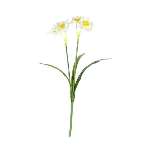 Essential White Narcissus Plant with Leaves  Essential White Narcissus Plant with Leaves
