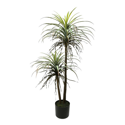 Botanica Yucca in pot (135cm)  Botanica Yucca in pot (135cm)