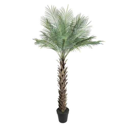 Green Botanica Phoenix Tree (180cm) Green Botanica Phoenix Tree (180cm)