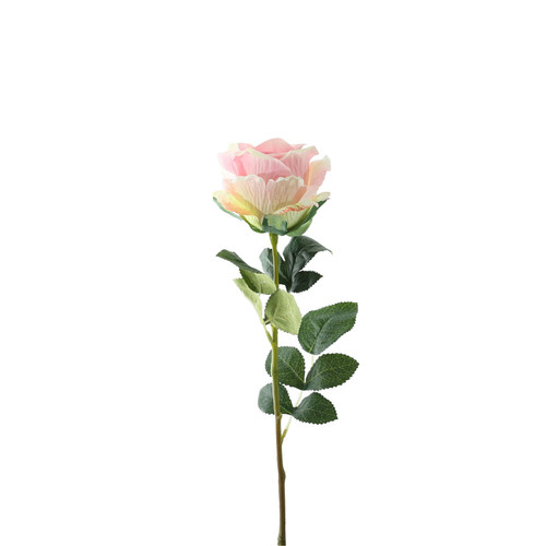 Essential Soft Pink Garden Rose Essential Soft Pink Garden Rose