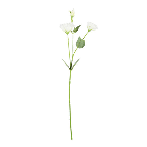 Essential White Lisianthus