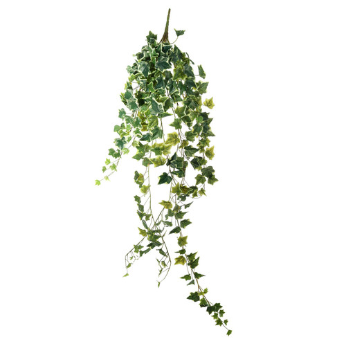 Green Variegated English Ivy Hanger (130cm)