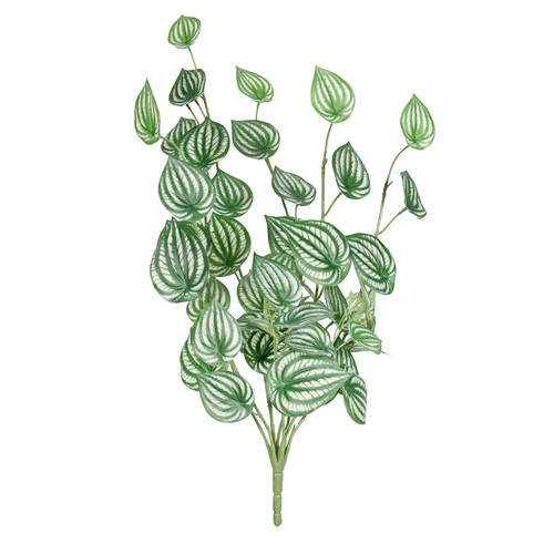 Variegated Peperomia Plant (68cm)