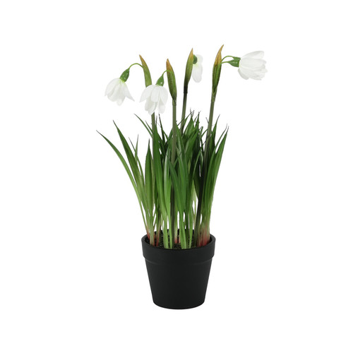 White Snowdrop Potted Plant (26cm)