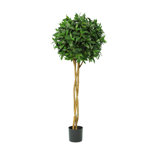 Green Laurel Ball Potted Tree (5ft)
