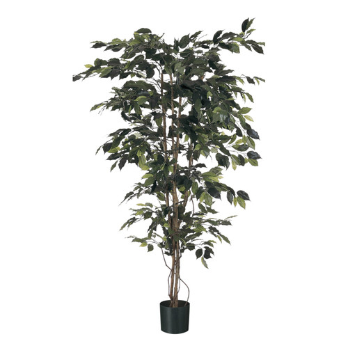 Green Fiscus Potted Tree (7ft)
