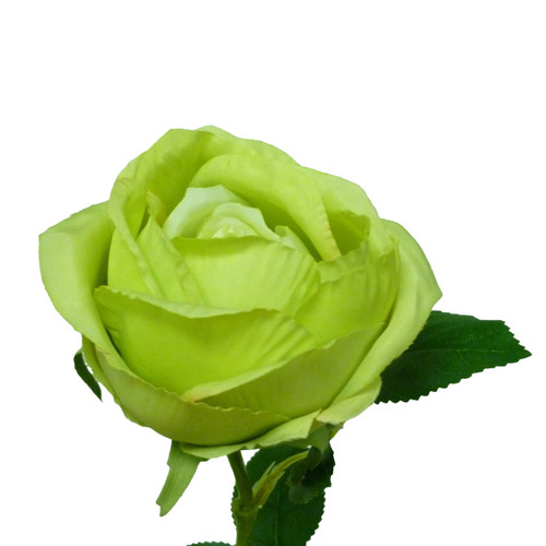 Lime Rose (63cm)