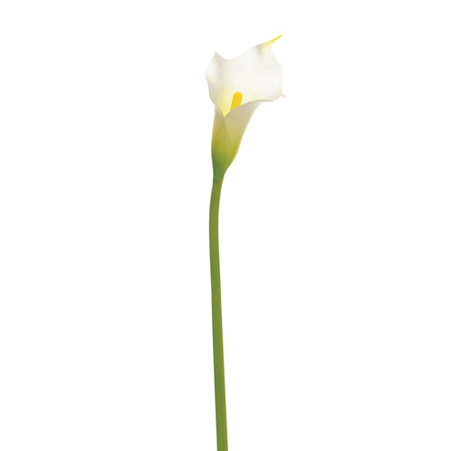 Calla Lily Cream (66cm)
