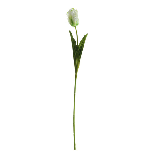 Essential Cream Parrot Tulip