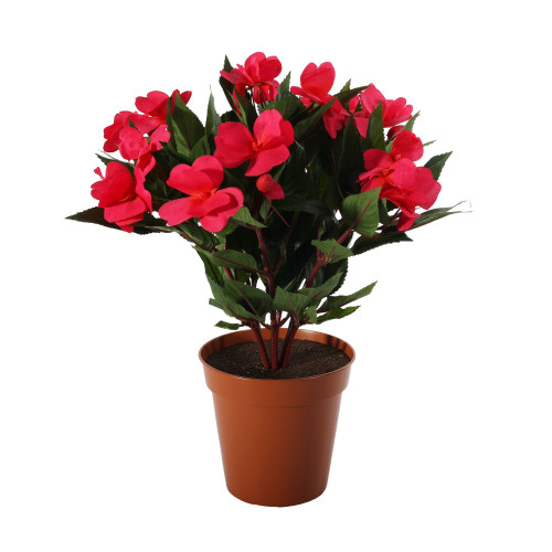 Hot Pink Impatiens Bush