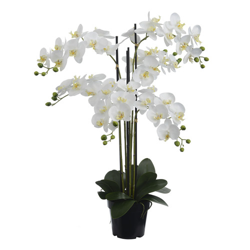 Cream Orchid in Pot (90cm)