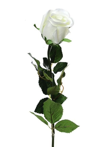 Cream Prize Rose Bud (64cm)