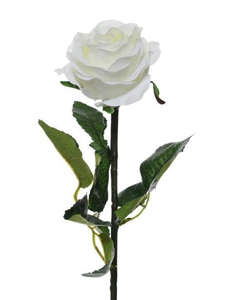 White Prize Rose (64cm)